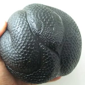 Snake Fossil - SF 56