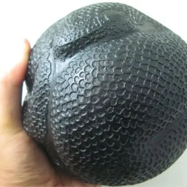 Snake Fossil - SF 56