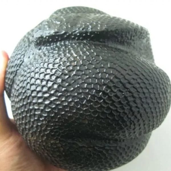Snake Fossil - SF 57