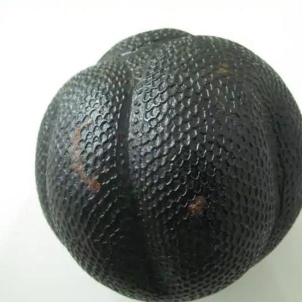 Snake Fossil - SF 57