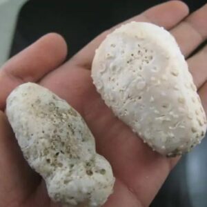 White Cobra Pearl - Type E2 in hand