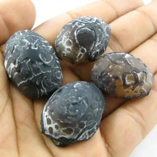 Black Cobra Crown Pearls in hand