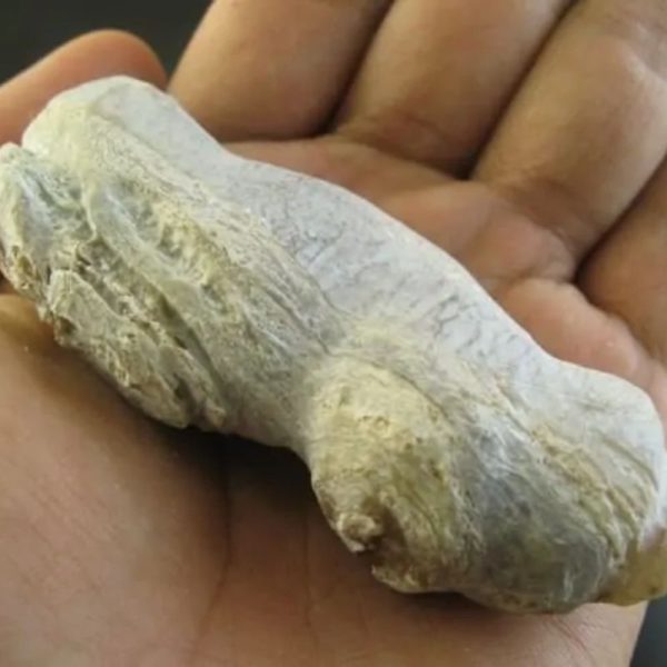 Ground Snake Fossil - Type A2