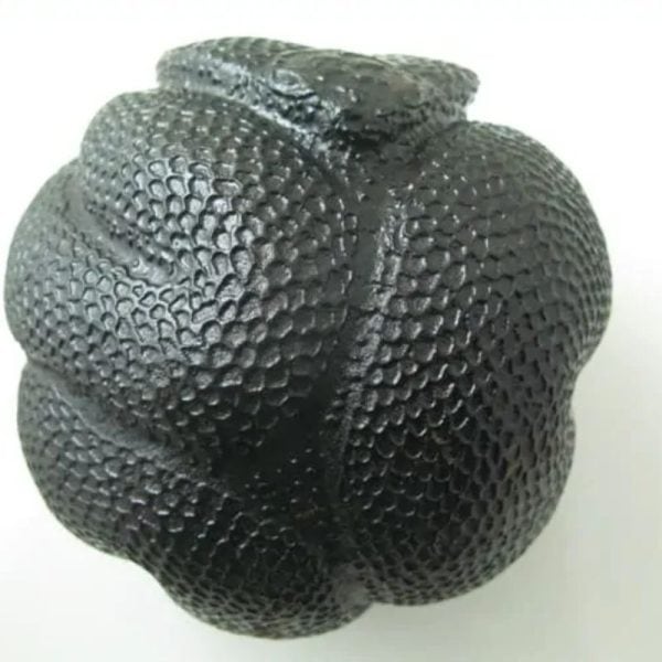 Snake Fossil - SF 57