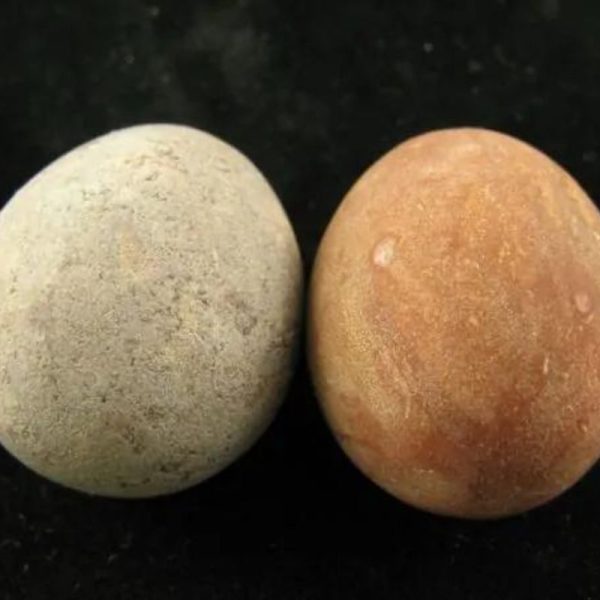 Python Pearl – Type B