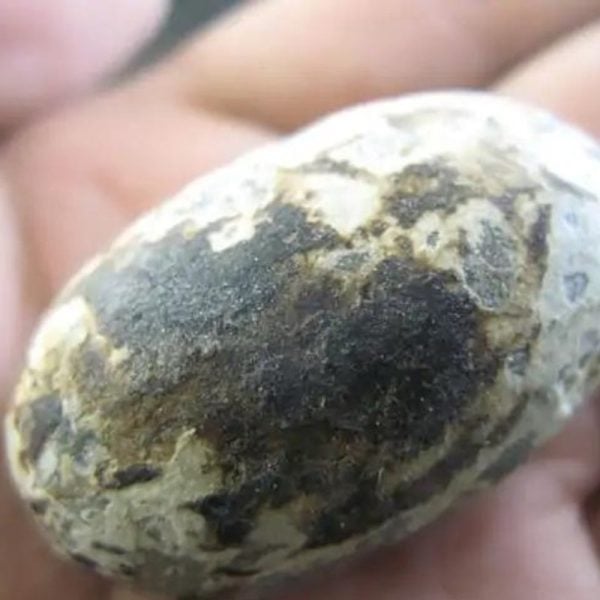 Luwok Snake Pearl - Type C1