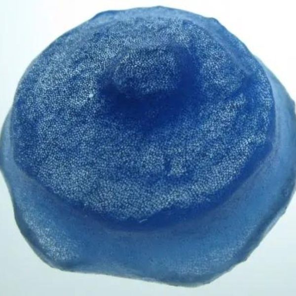 Barau Viper Snake Crown - Type A2 (Blue)