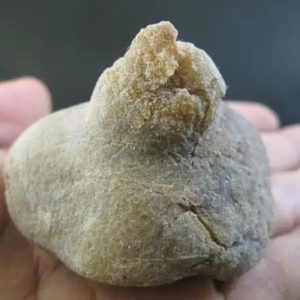 Ground Snake Crown - Type D1