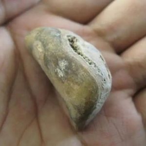 Ground Snake Pearl - Type D5