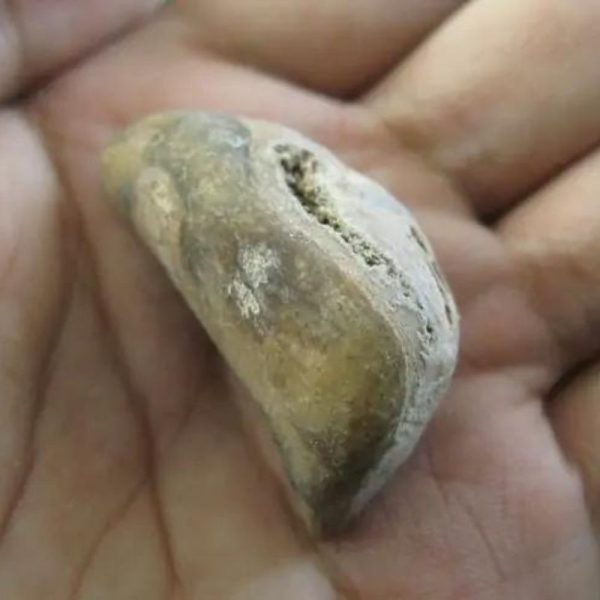 Ground Snake Pearl - Type D5