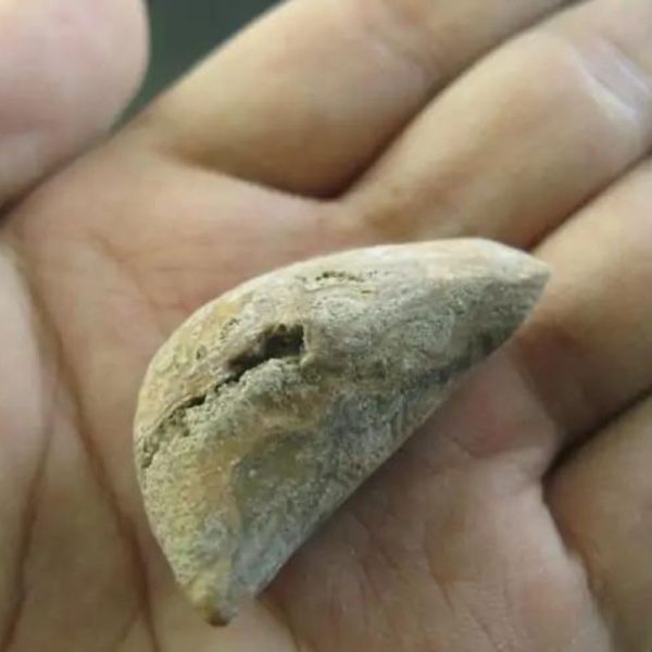 Ground Snake Pearl - Type D5