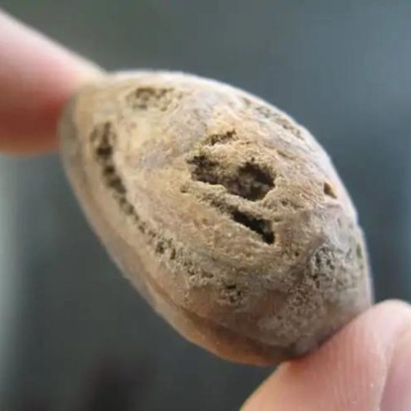 Ground Snake Pearl - Type D5