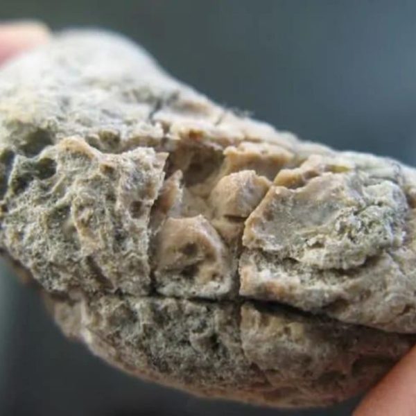 Ground Snake Pearl - Type D3