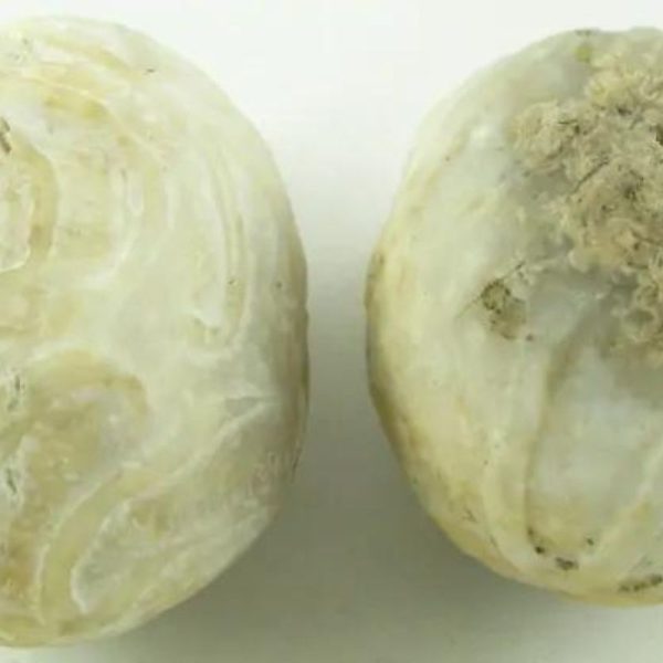 Ground Snake Pearl - Type A1