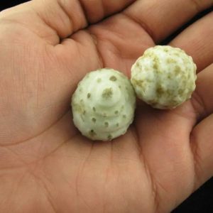Sanca Putih Snake Pearls - Type C