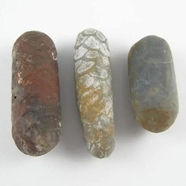 Kendang Snake Pearl - Type C2