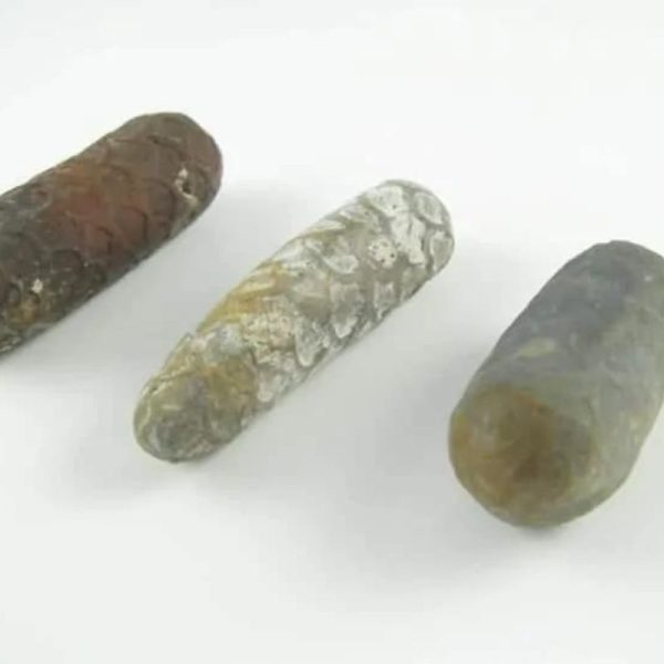 Kendang Snake Pearl - Type C2