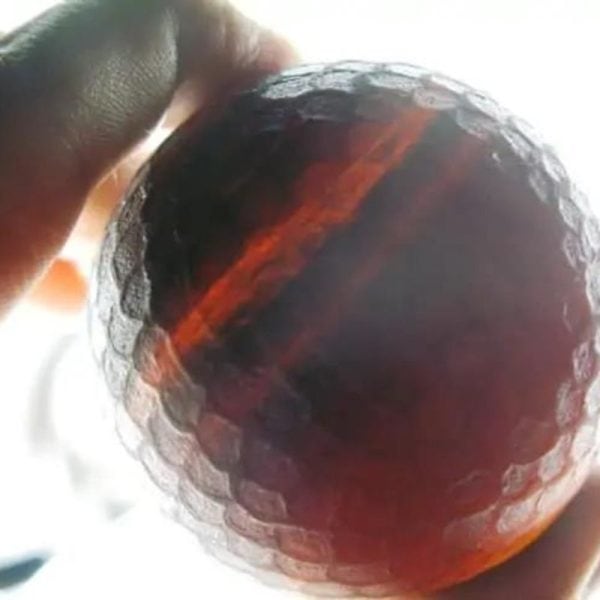 Sanca Madu Snake - Type H7