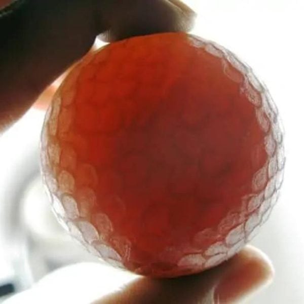 Sanca Madu Snake - Type H5