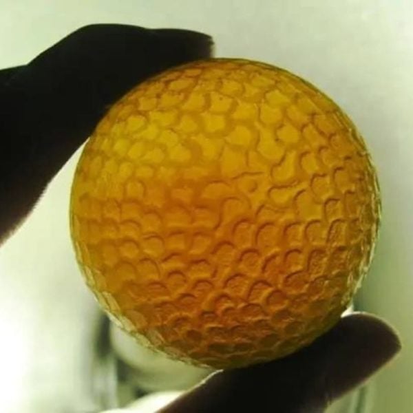 Sanca Madu Snake