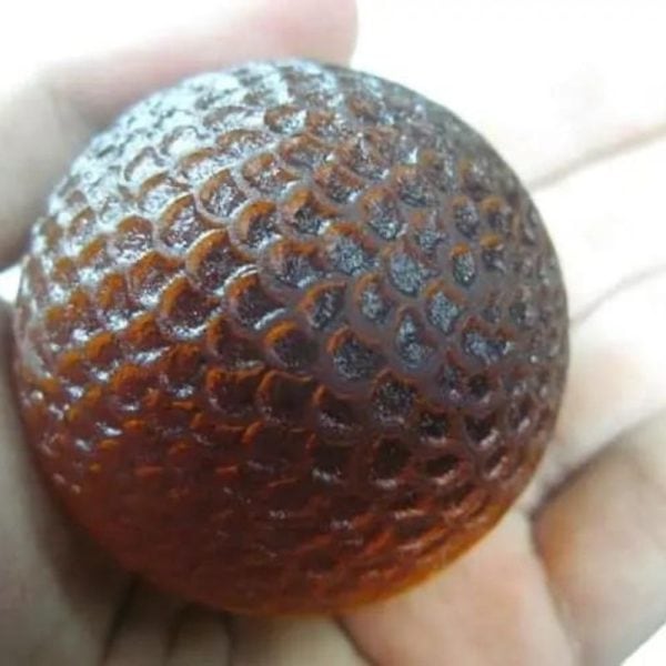 Sanca Madu Snake - Type H1