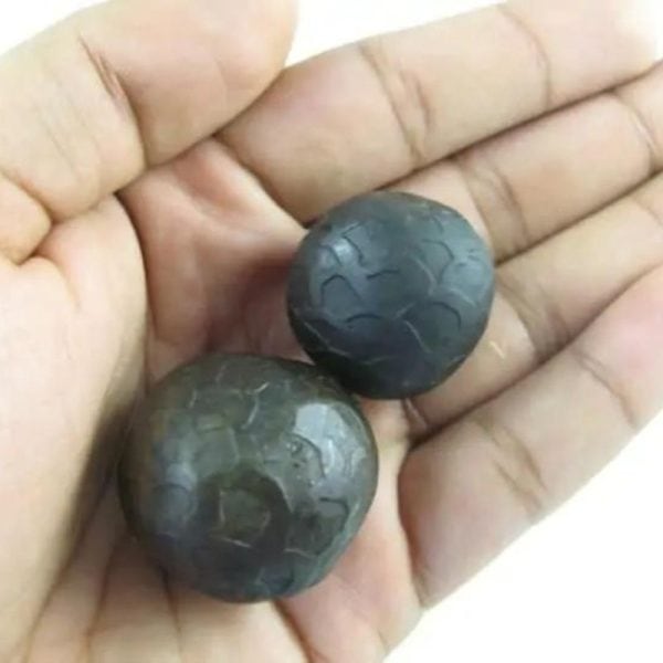 Sanca Madu Snake - Type E2