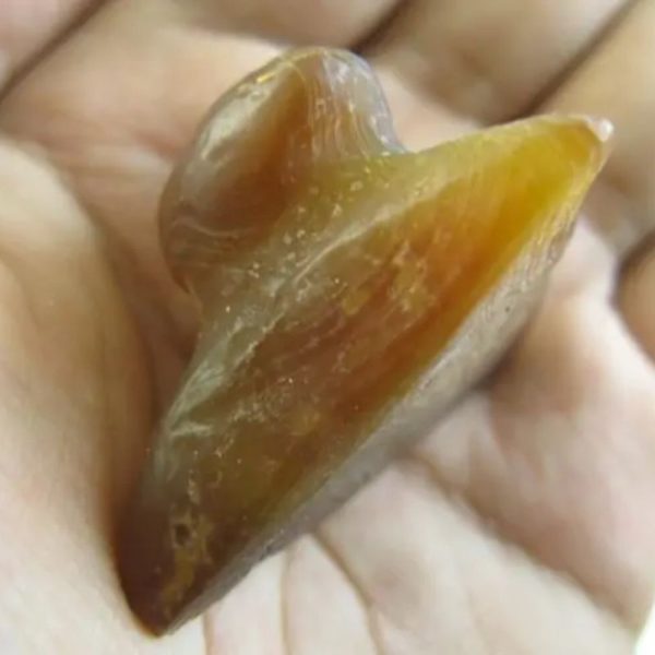 Sanca Madu Snake Crown - Type G2