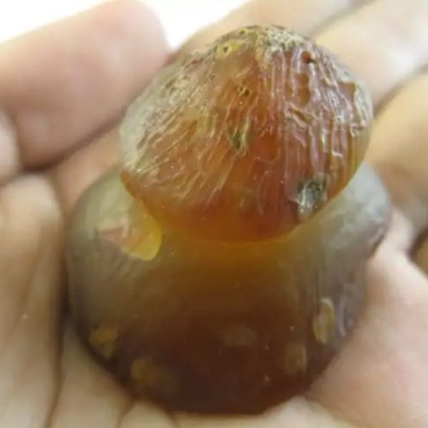 Sanca Madu Snake Crown - Type G1