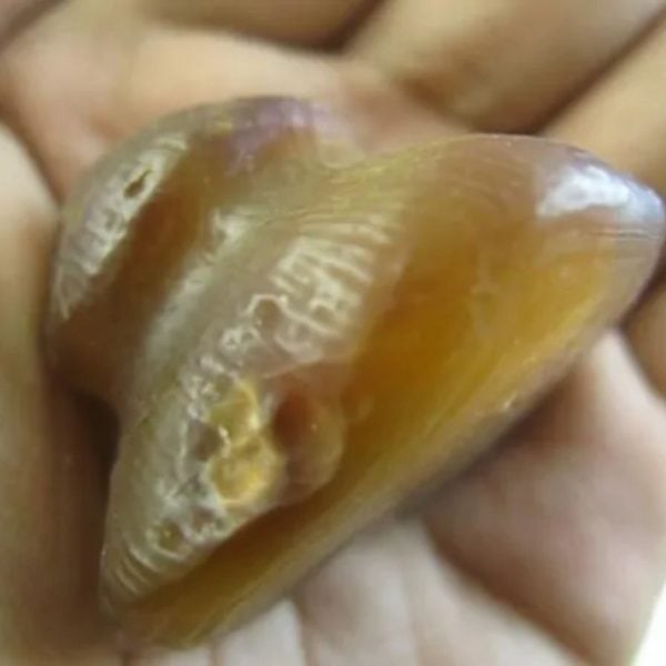 Sanca Madu Snake Crown - Type G1