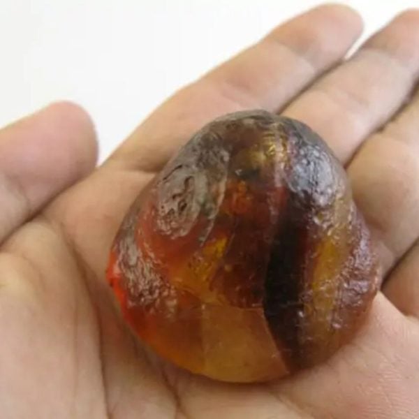 Sanca Madu Snake Crown - Type F1
