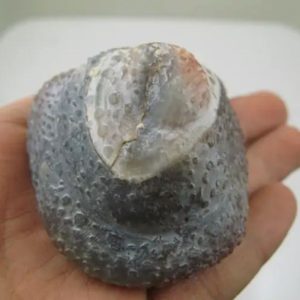Sanca Madu Snake Crown - Type E3