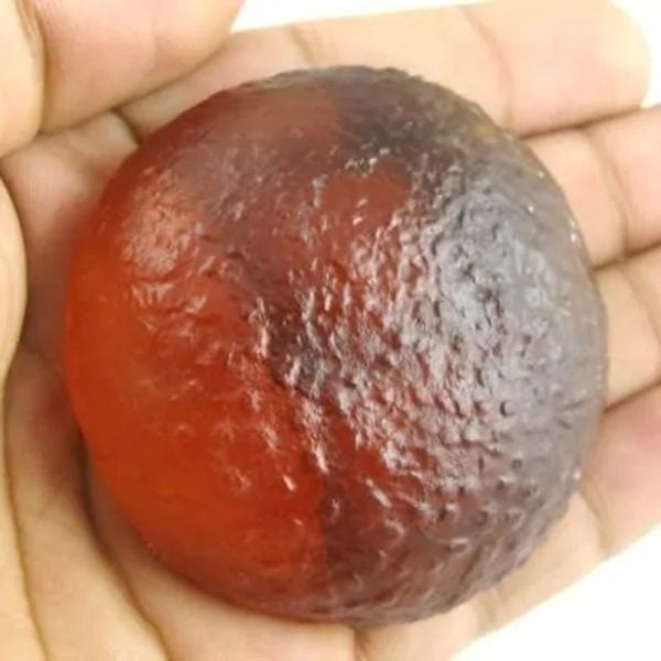 Sanca Madu Crown - Type D1