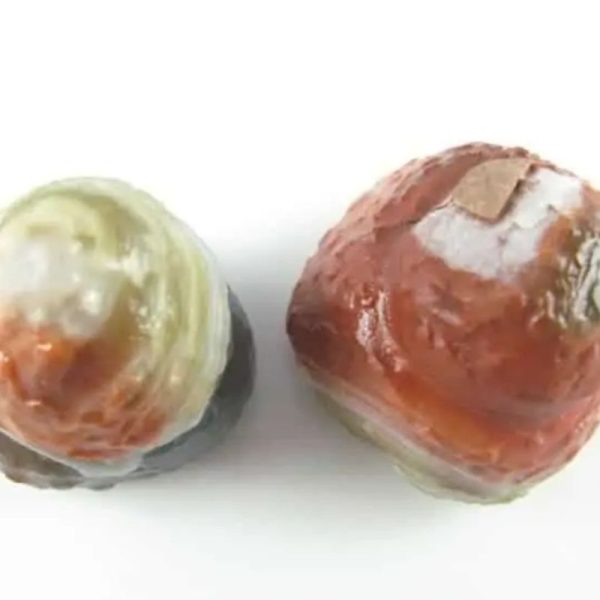 Sanca Madu Crown - Type C2 - Image 3