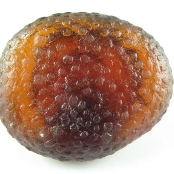 Sanca Madu Crown - Type C3