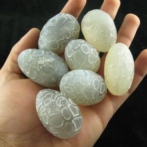 Sanca Kembang Snake Pearl - Type E