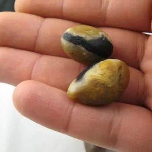 Sanca Kembang Snake Pearl - Type B2