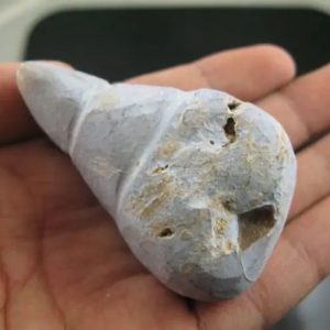 Sun Snake Fossilized Genital - Type A2