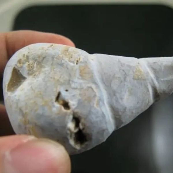 Sun Snake Fossilized Genital - Type A2