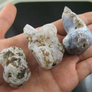 Sun Snake Fossilized Genital - Type A1