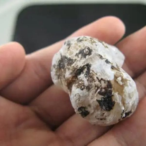 Sun Snake Fossilized Genital - Type A1