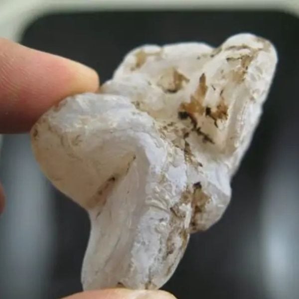 Sun Snake Fossilized Genital - Type A1