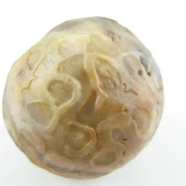 Sun Snake Pearl - Type H3