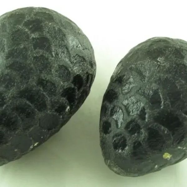 Sea Snake Pearl - Type G2 (Black Serpent)