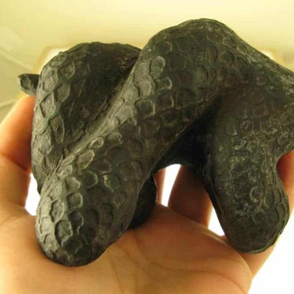 Snake Fossils G2