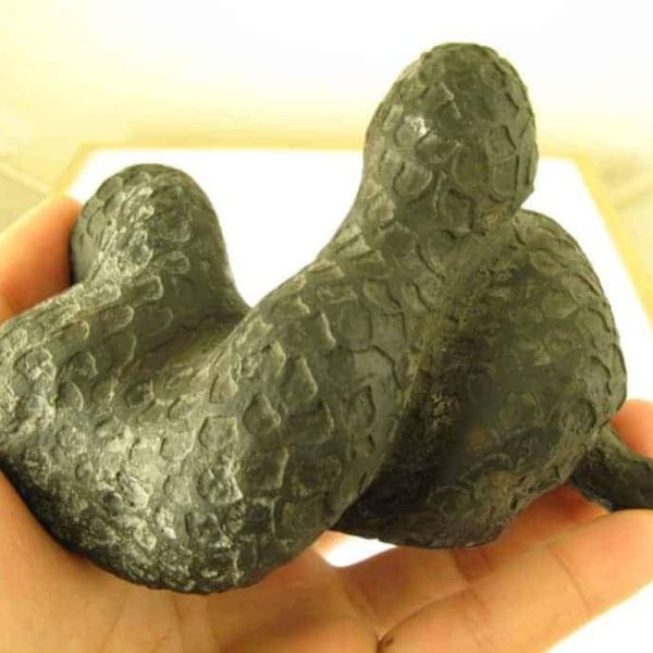 Snake Fossils G2 - Image 3