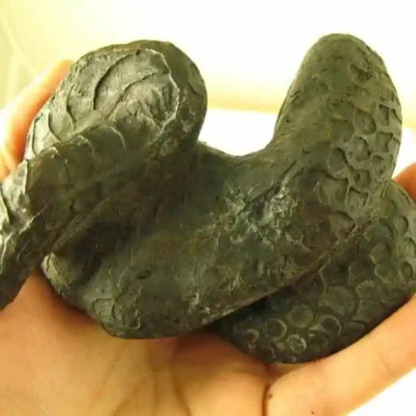 Snake Fossils G2