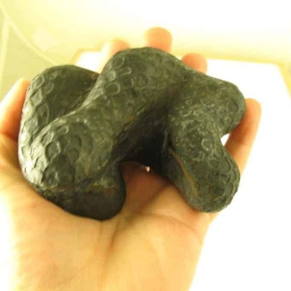 Snake Fossils G2