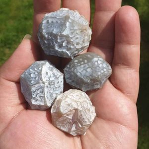 Deer Pearl Kencana - Type K2