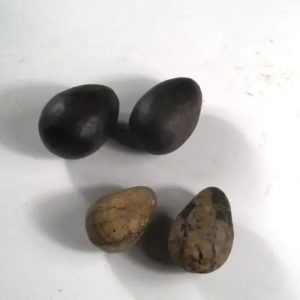 Deer Pearl - Type O (Red Deer)