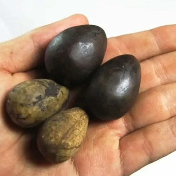 Deer Pearl - Type O (Red Deer)